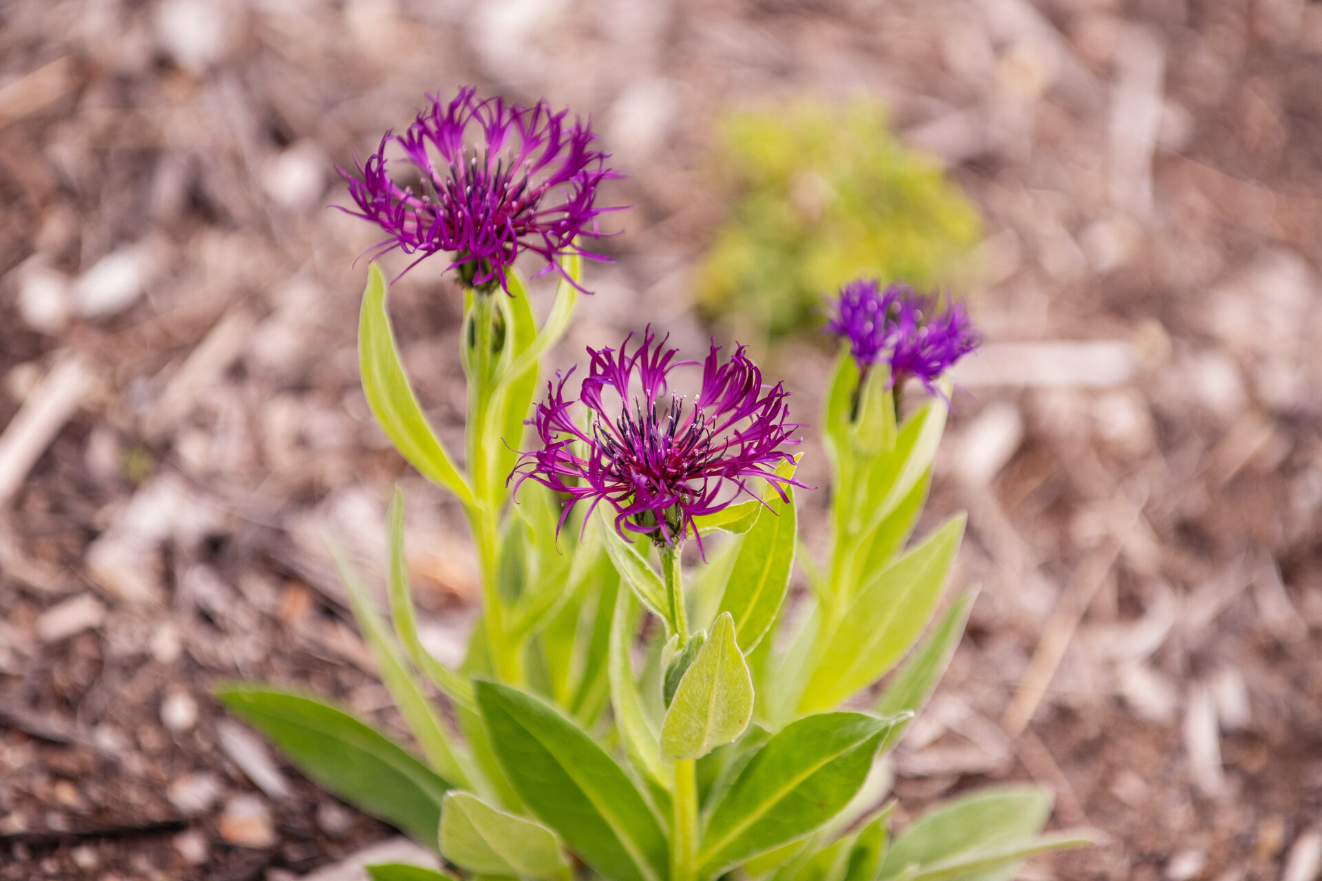 Centaurea montana 'Amethyst Dream'